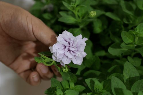 百花競艷，智繪未來——北京國際花展亮點花卉產品全覽